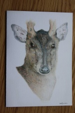 Muntjac Deer