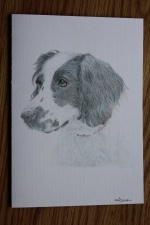 Spaniel