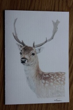 Fallow Deer