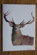 Red Deer