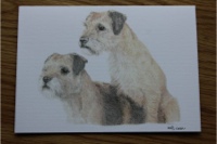 Border Terriers